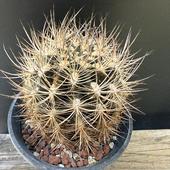 ܥƥ󡧥ͥݥƥꥢ䲧̡*7.5ʡʸ¤