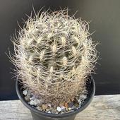 ܥƥ󡧥ͥݥƥꥢ䲧̡*8ʡʸ¤