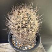 ܥƥ󡧥ͥݥƥꥢ䲧̡*7.5ʡʸ¤