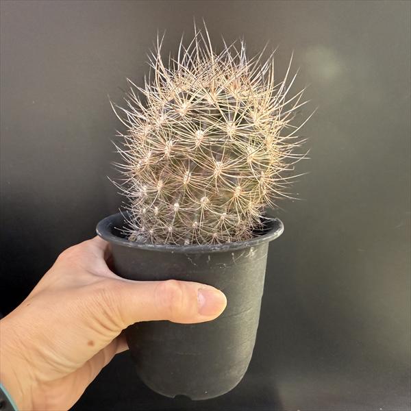 サボテン：ネオポルテリア 銀翁玉 実生*幅7.5cm 現品！一品限り