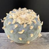 ܥƥ󡧥եե顡䴧*11ʡʸ¤