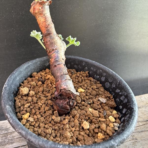 ☆特価☆コーデックス：ペラルゴニウム ミラビレ*幅6.5cm 現品！一品