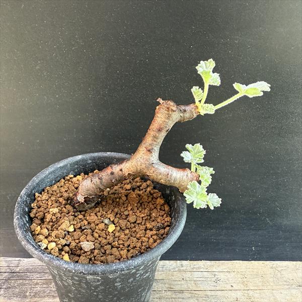 ☆特価☆コーデックス：ペラルゴニウム ミラビレ*幅6.5cm 現品！一品