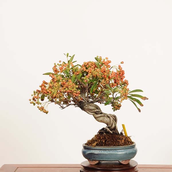 盆栽：ピラカンサ 現品*一点物 ぴらかんさ Pyracantha Pirakansa