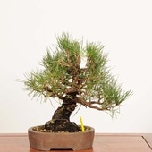 ߺ Ϲ* ʪ  ޤġޥġKuromatsu bonsai ߺ