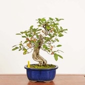 ߺϡɤ*ʪ ܫɥ Miyanakaidou bonsai ߺ