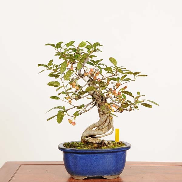 盆栽：深山かいどう現品*一点物 海棠 カイドウ Miyanakaidou bonsai 中