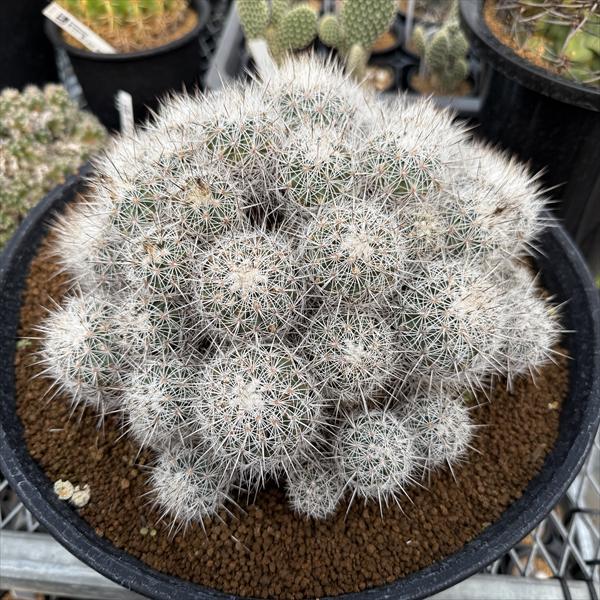 サボテン：ギムノカクタス 紅梅殿*幅24cm 現品！一品限り | サボテン