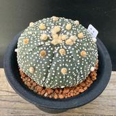 ܥƥ󡧥ȥեĥ  ߥ饯ۼ*5.8cmʡʸ¤