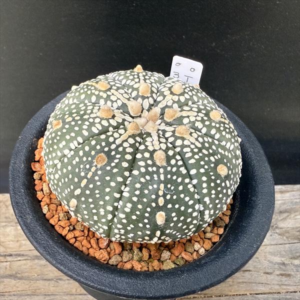 サボテン：アストロフィツム 兜丸 大西氏ミラクル兜交配実生*幅5.8cm