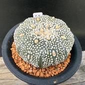 ܥƥ󡧥ȥեĥ  ߥ饯ۼ*5.5cmʡʸ¤