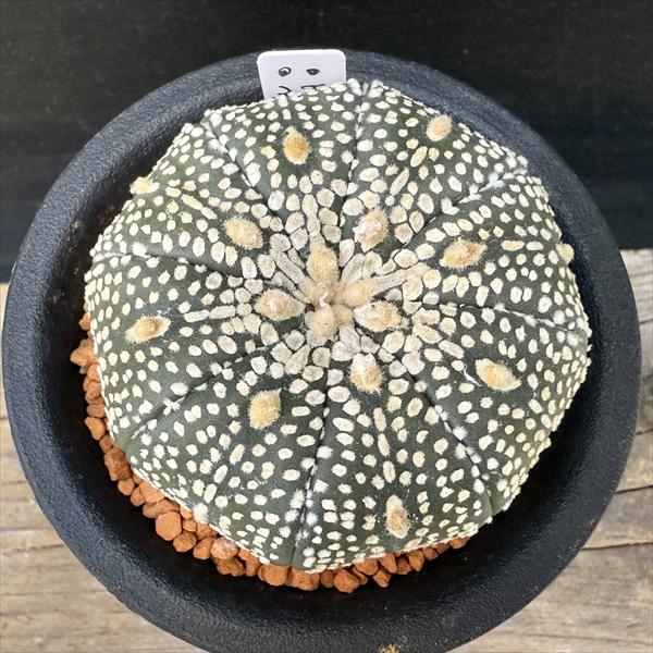 サボテン：アストロフィツム 兜丸 大西氏ミラクル兜交配実生*幅5.5cm