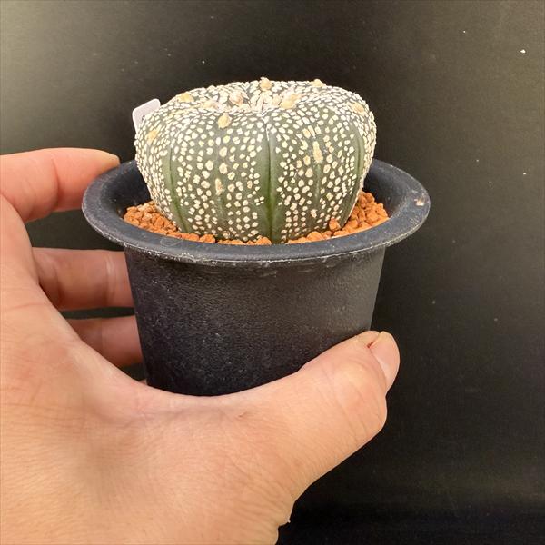 サボテン：アストロフィツム 兜丸 大西氏ミラクル兜交配実生*幅5.5cm