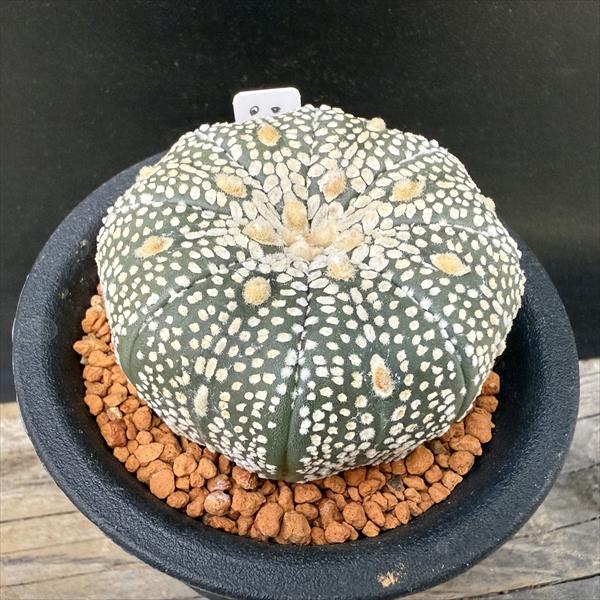 サボテン：アストロフィツム 兜丸 大西氏ミラクル兜交配実生*幅5.5cm