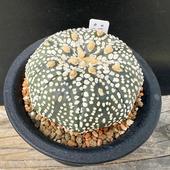 ܥƥ󡧥ȥեĥ  ߥ饯ۼ*5.5cmʡʸ¤