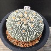 ܥƥ󡧥ȥեĥ  ߥ饯ۼ*5.5cmʡʸ¤