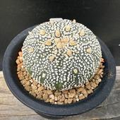 ܥƥ󡧥ȥեĥ  ߥ饯ۼ*5cmʡʸ¤