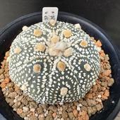 ܥƥ󡧥ȥեĥ  ߥ饯ۼ*5.5cmʡʸ¤