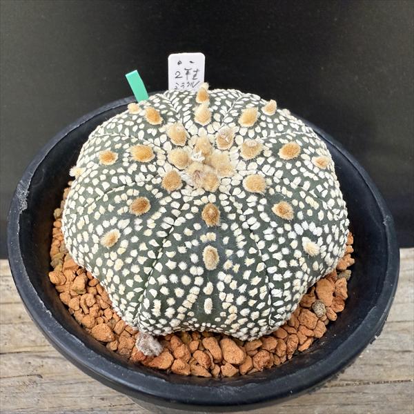 サボテン：アストロフィツム 兜丸 大西氏ミラクル兜交配実生*幅6cm