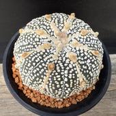 ܥƥ󡧥ȥեĥ  ߥ饯ۼ*6.5cmʡʸ¤