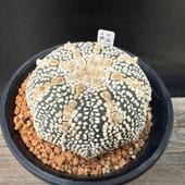 ܥƥ󡧥ȥեĥ  ߥ饯ۼ*6.5cmʡʸ¤