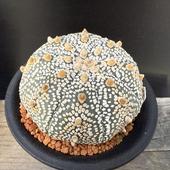 ܥƥ󡧥ȥեĥ  ߥ饯ۼ*7cmʡʸ¤