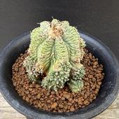 ܥƥ󡧥ƥ ơʤϤʤ˼*5ʡʸ¤