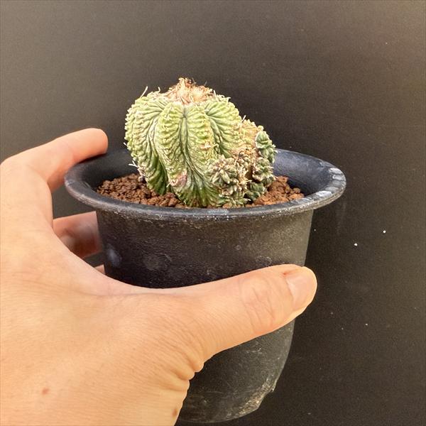 サボテン：アズテキウム 花籠（はなかご）自根*幅5cm 現品 一品限り