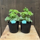 տʪġݥꥷ㥹奬٥ӡ2ĥå*