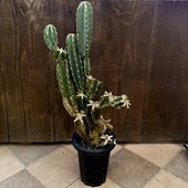 ������� ���տ�ʪ���쥵�ܥƥ� �֥���*����1�֡��緿��ޥ���