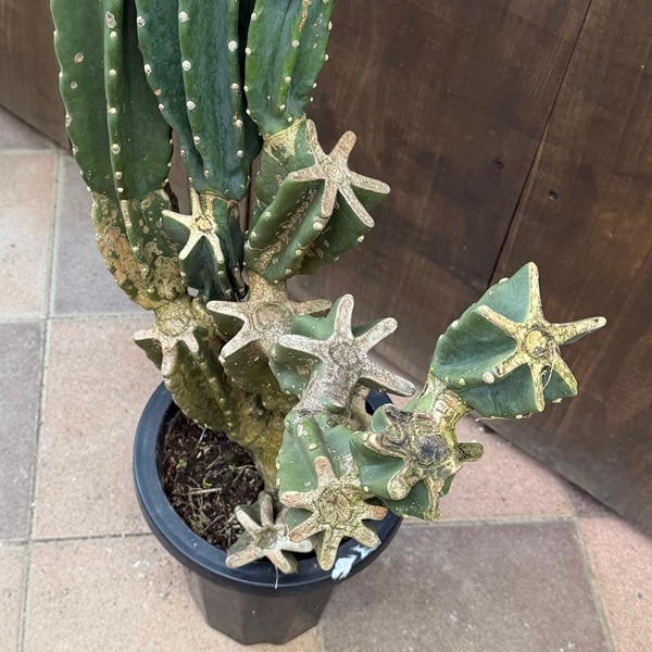 柱サボテン　ブランチ　1 おしゃれ 観葉植物：柱サボテン ブランチ*現品1番 大型ヤマト便 | 観葉