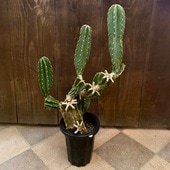  տʪ쥵ܥƥ ֥*2֡緿ޥ