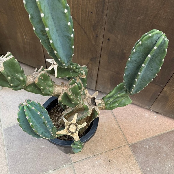 柱サボテン ブランチ 大型 観葉植物 おしゃれ 観葉植物：柱サボテン ブランチ*現品2番 大型ヤマト便 | 観葉