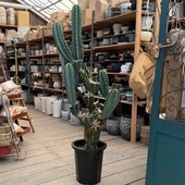  տʪ쥵ܥƥ ֥ 10*ʤϤ 緿