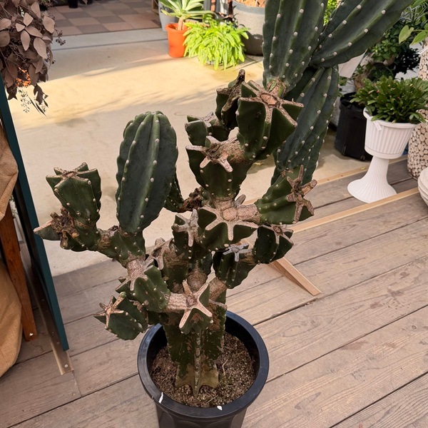 おしゃれ 観葉植物：柱サボテン ブランチ 10号*現品をお届け 大型佐川