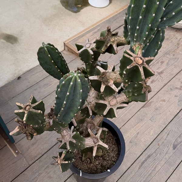 おしゃれ 観葉植物：柱サボテン ブランチ 10号*現品をお届け 大型佐川