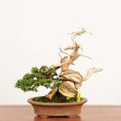 ߺ  * ѤѥShinpaku bonsai ߺ