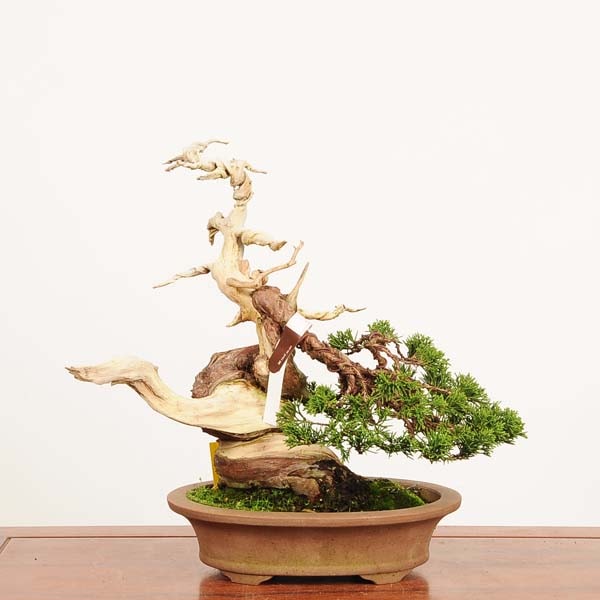 盆栽 特選：糸魚川真柏 現品* しんぱく シンパク Shinpaku bonsai 中品