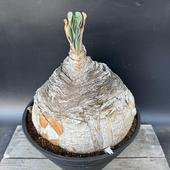 òǥå֡ե󡡥ϥޥ󥽥ǥ*23cmʡʸ¤ꡡȯ