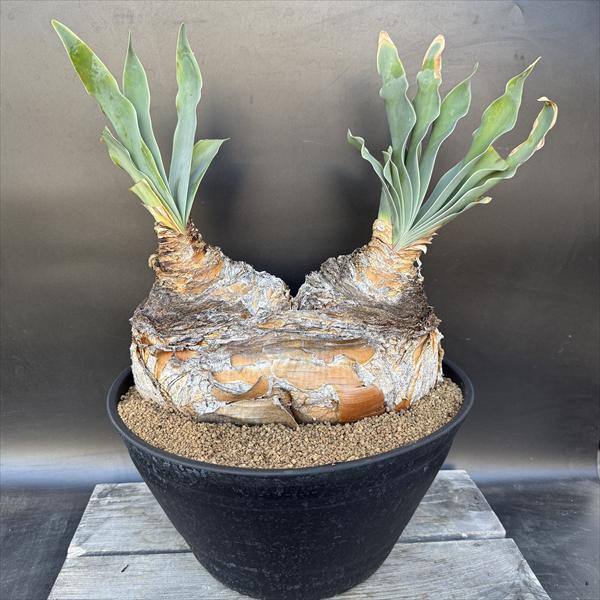 òǥå֡ե󡡥ϥޥ󥽥ǥ֥إåɡȯ*27cmʡʸ¤