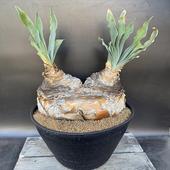 òǥå֡ե󡡥ϥޥ󥽥ǥ֥إåɡȯ*27cmʡʸ¤