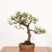 ߺ Ϲ* ʪ  ޤġޥġKuromatsu bonsai ߺ