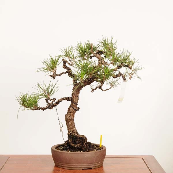 盆栽 ：三河黒松* 現品 一点物 くろまつ クロマツ Kuromatsu bonsai 中