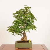 ߺ ա*ߤߥMomiji bonsai ߺ