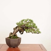 ߺ վ* 褦ޤġ襦ޥġGoyoumatsu bonsai ߺ