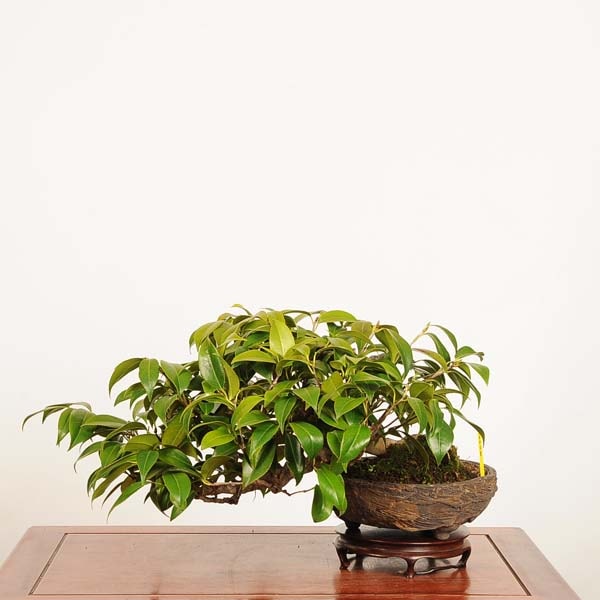 盆栽：椿 (胡蝶侘助) 現品 *つばき ツバキ Camellia japonica Tsubaki