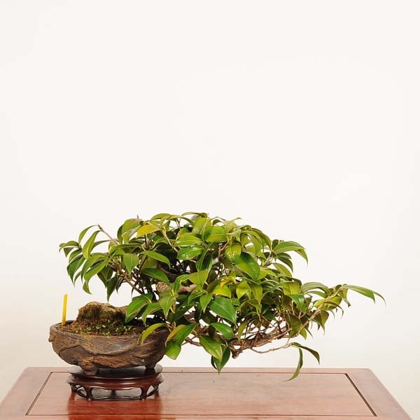 盆栽：椿 (胡蝶侘助) 現品 *つばき ツバキ Camellia japonica Tsubaki