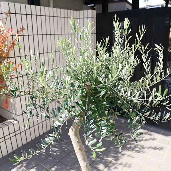 オリーブの木　ペンドリノ　8号　約140cm　K-140　一点物 オリーブの木 ペンドリノ 8号 約140cm K-140 一点物 観葉植物 8号