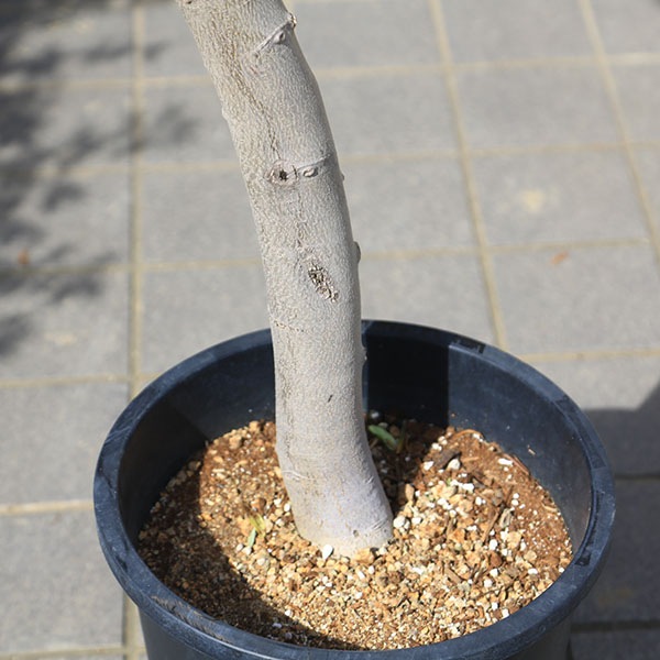 特選庭木・植木：オリーブ（ペンドリーノ）ペンドリノ 極太 SOUJU 創樹