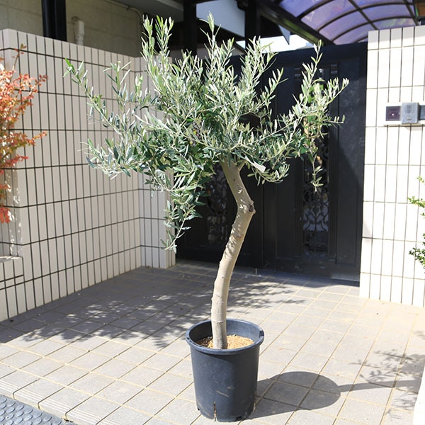 特選庭木・植木：オリーブ（ペンドリーノ）ペンドリノ 極太 SOUJU 創樹